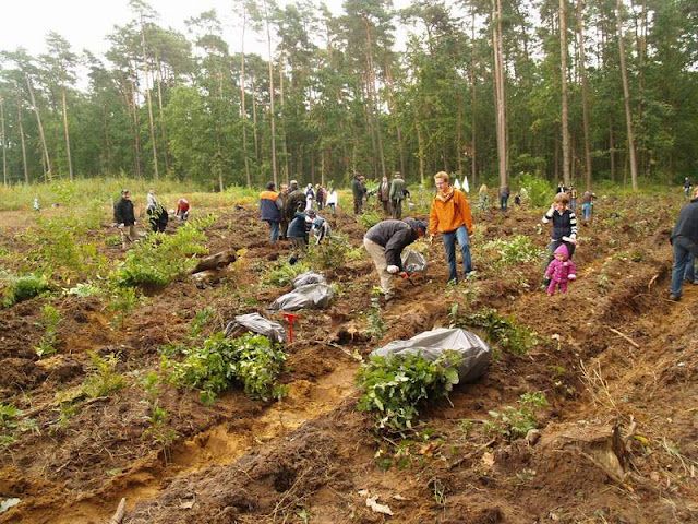 1,5 miliona drzew przez 10 lat!