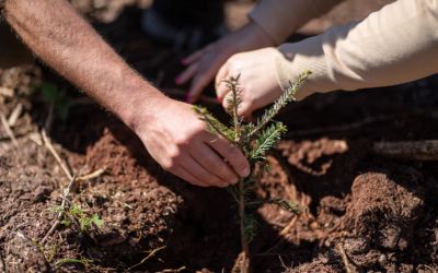 Wiosenne sadzenie razem z Yves Rocher