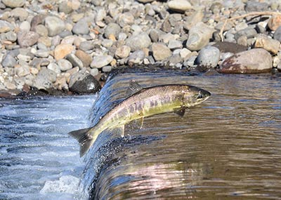 Zanik ryb w polskich rzekach