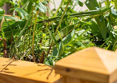 Ogrody deszczowe a retencja wody