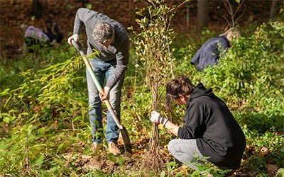 Sadzimy na terenie Uniwersytetu Jagiellońskiego z Igepa