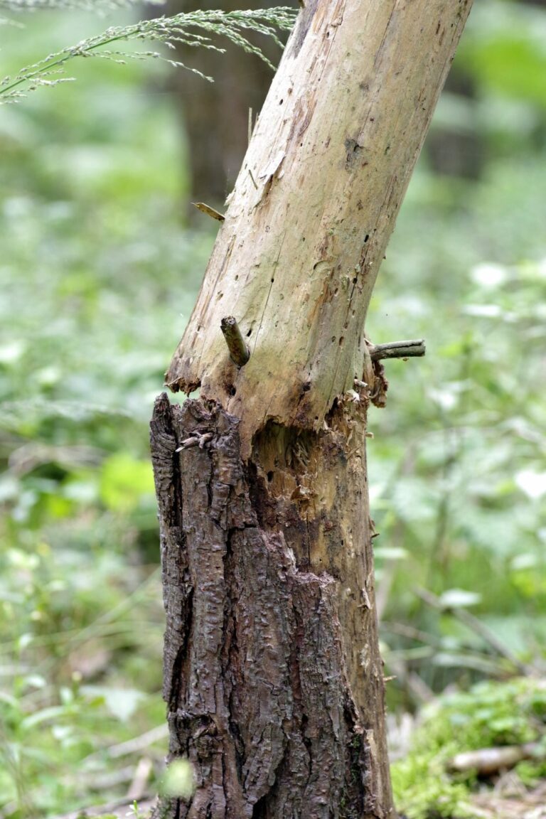 45 tys. ha polskich lasów zdewastowanych