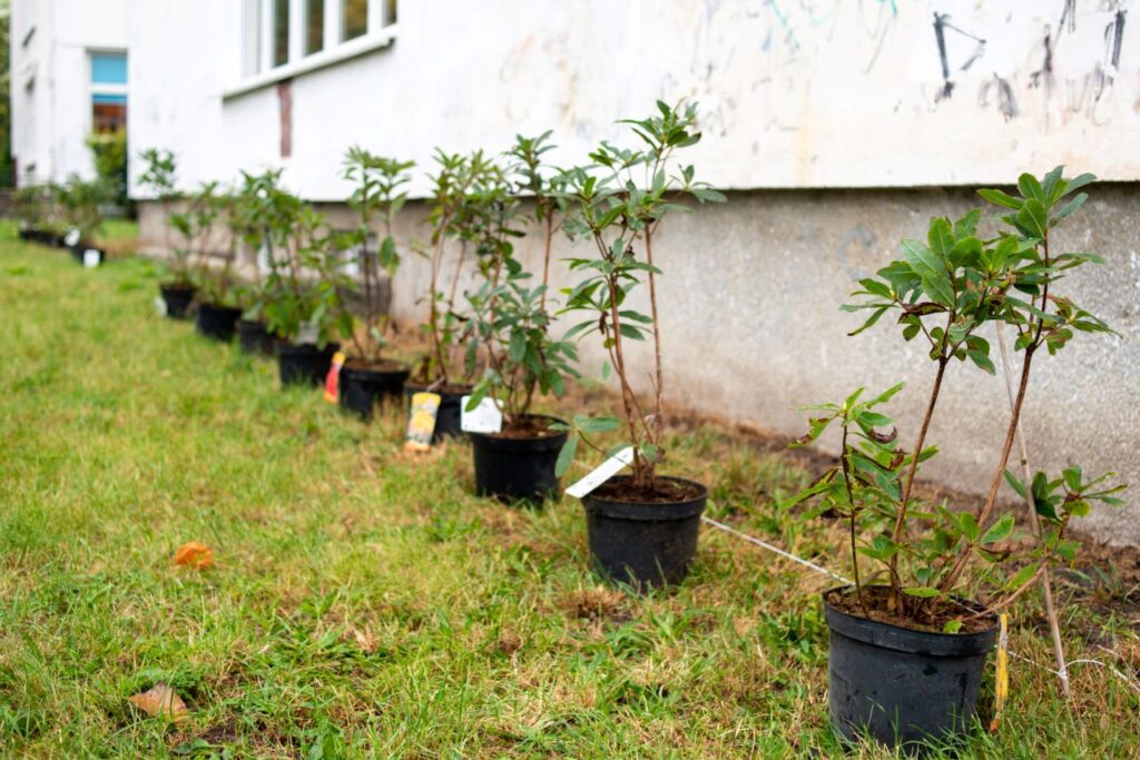 Sadzenie drzew w Krakowie