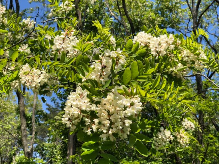 Robinia akacjowa Robinia pseudoacacia w okresie kwitnienia - gatunek inwazyjny