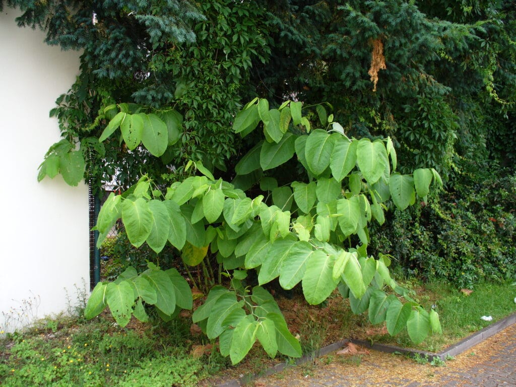 widoczne liście i pokrój rdestowca sachalińskiego