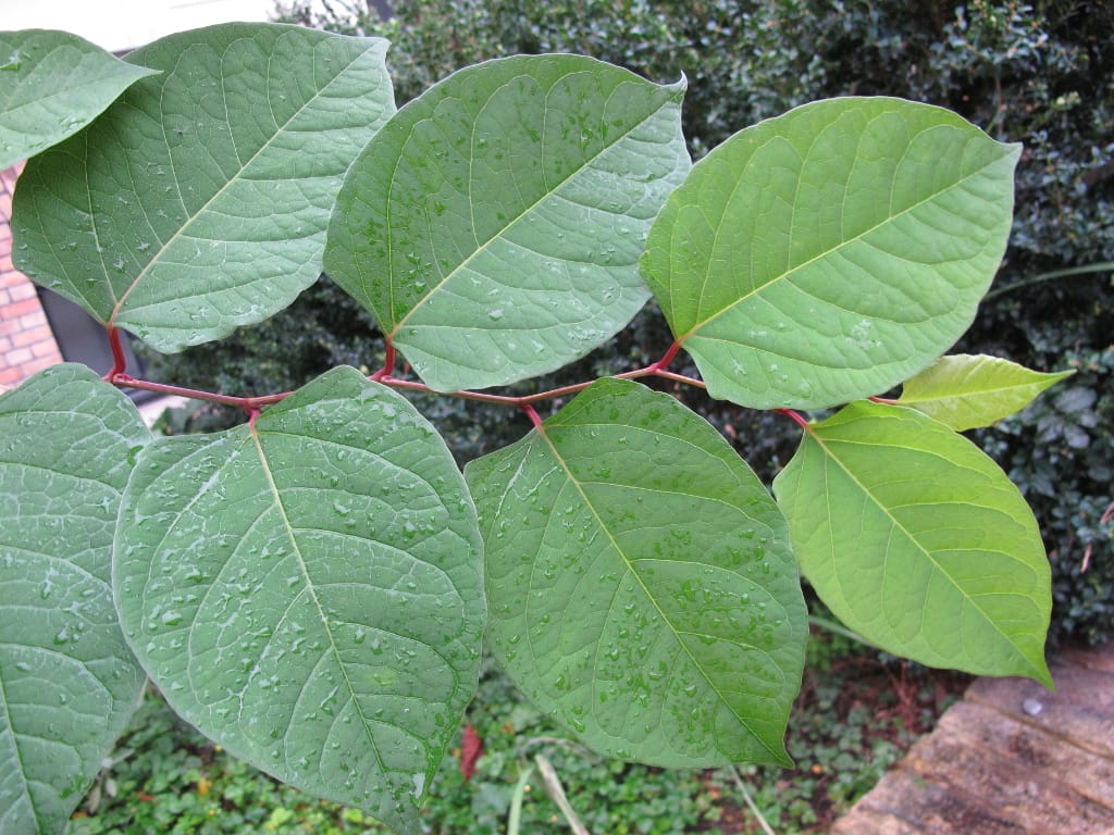widoczne liście i pokrój rdestowca ostrokończystego