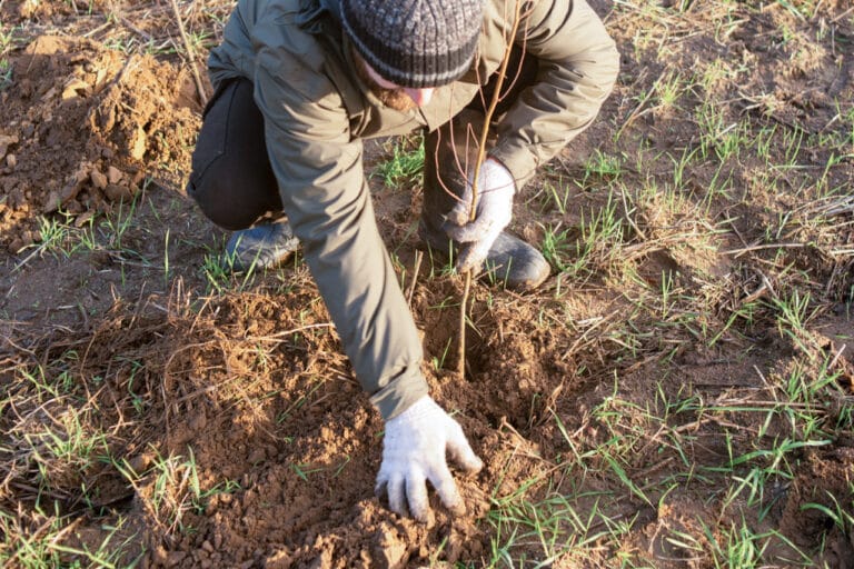 Sadzenie drzew w Wielkopolsce dzięki STADA PHARM