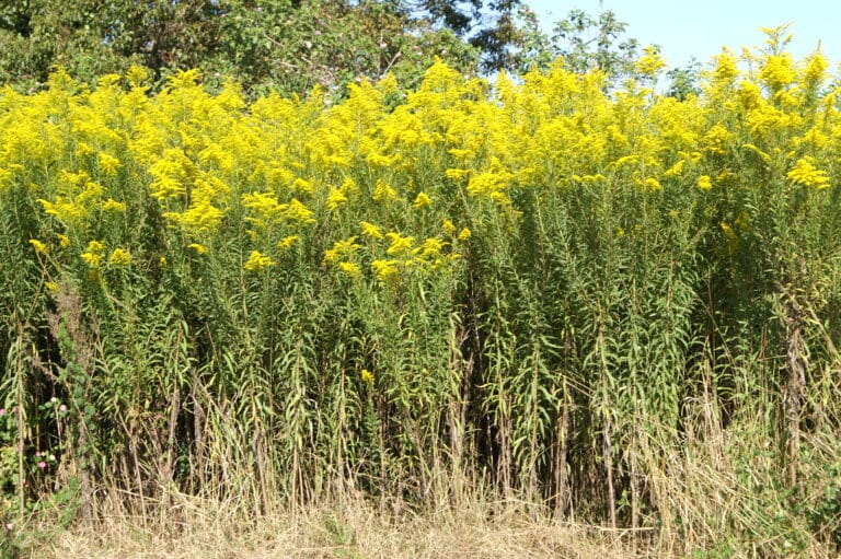 widoczna połać nawłoci kanadyjskiej w okresie kwitnienia.