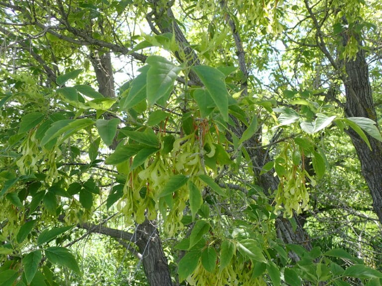 Klon jesionolistny – charakterystyka, zagrożenia i sposoby zwalczania