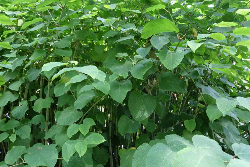 widoczny pokrój i liście rdestowca czeskiego