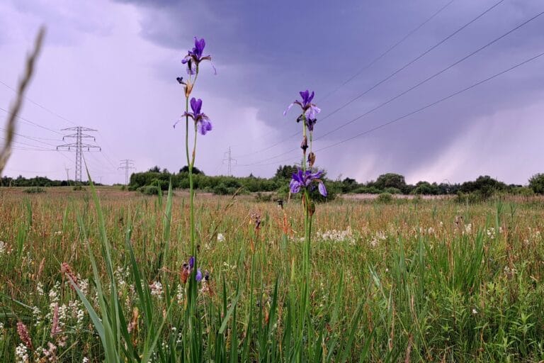 Inwentaryzacja przyrodnicza