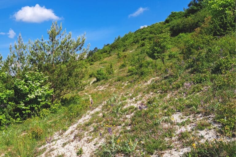 Monitoring przyrodniczy