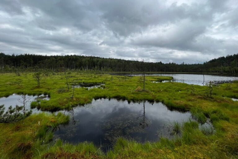 Na zdjęciu widoczne jest torfowisko. Jest to teren podmokły, bagnisty zdolny do retencji dużych ilości wody. Jego główną biomasę tworzą mchy torfowce. Bioróżnorodność przejawia się w różnorodnych ekosystemach, a torfowisko jest jednym z nich.
