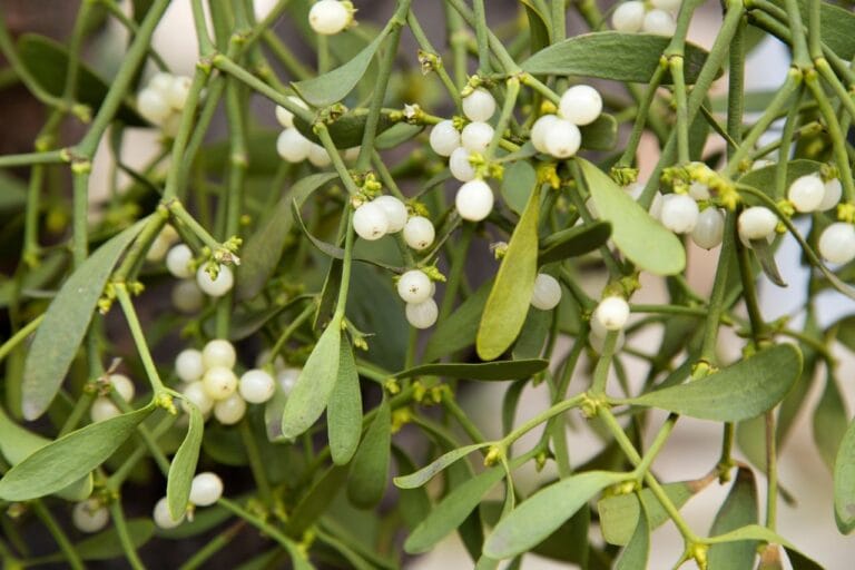 Jemioła – rosnący problem lasów, ale także terenów miejskich