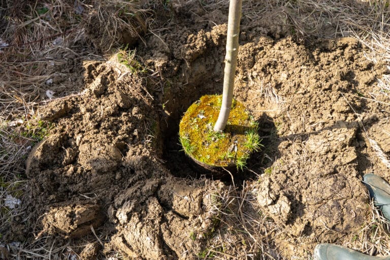 sadzenjie drzew - sadzonka umieszczona w dole sadzeniowym