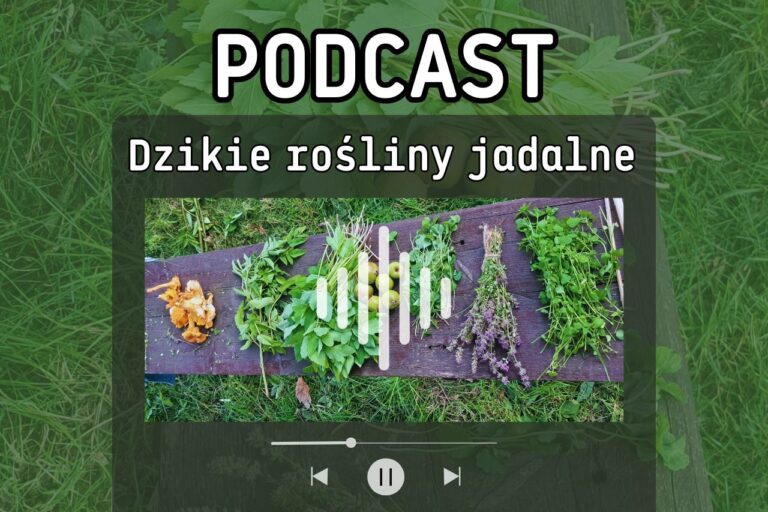Podcast Dzikie Rośliny Jadalne – pierwszy odcinek cyklu