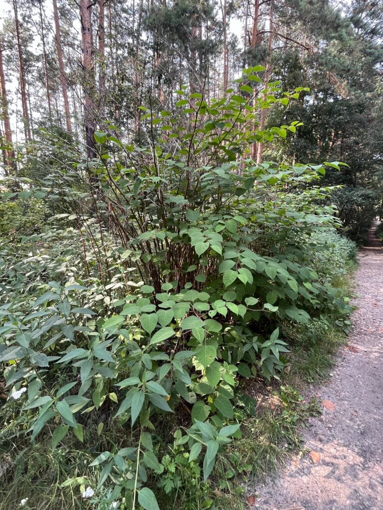 Gatunki inwazyjne – mity