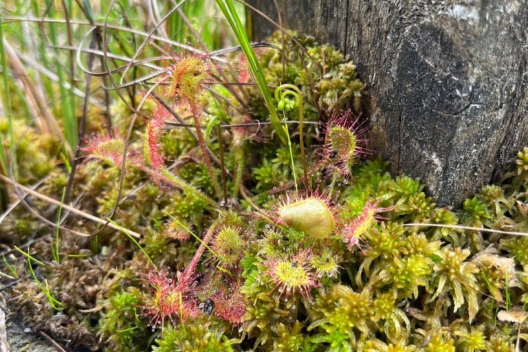 Czym jest torfowisko? Sposoby ochrony torfowisk