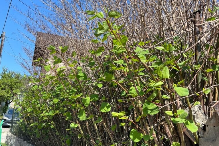 rdestowiec ostrokonczysty jako ukryta wada działki