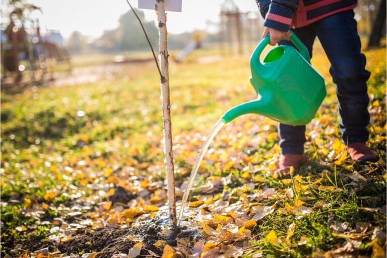 Na zdjęciu widoczna osoba podlewająca posadzone drzewo. Dbanie o nawodnienie to podstawowa pielęgnacja drzew.