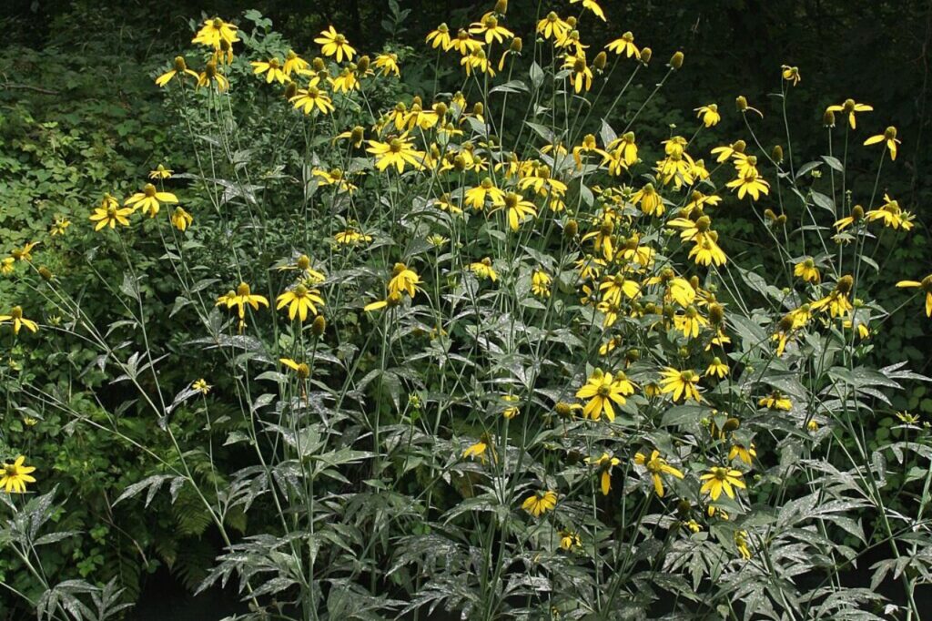 kępa rudbekii nagiej
