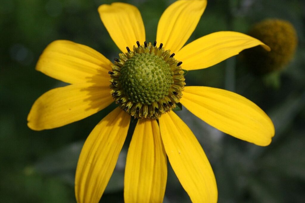 rudbekia naga