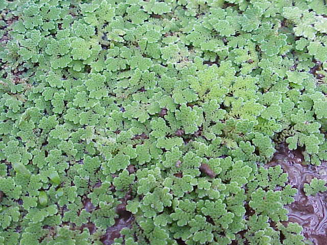 azolla karolińska na lustrze wody