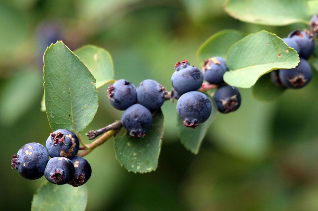 świdośliwa kłosowa z owocami
