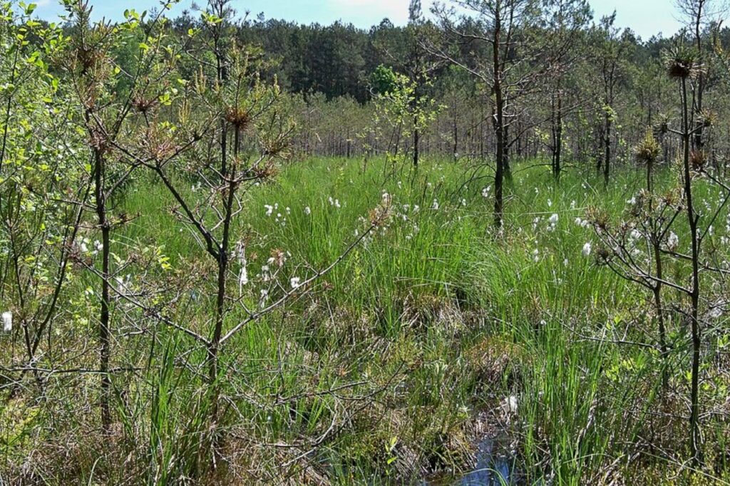 torf na torfowisku wysokim w dolinie zwoleńki