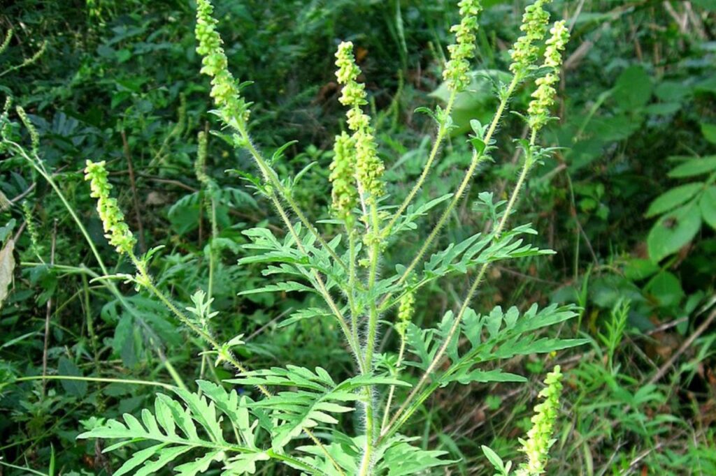ambrozja bylicolistna w okresie kwitnienia