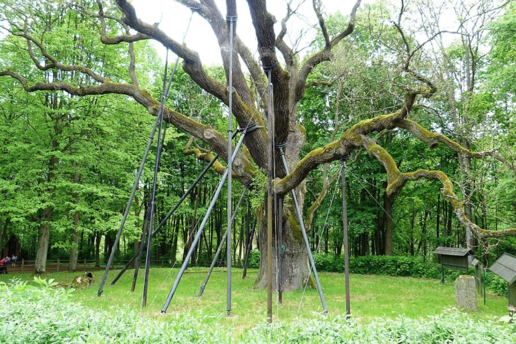 dąb bartek jako najbardziej znany pomnik przyrody w polsce