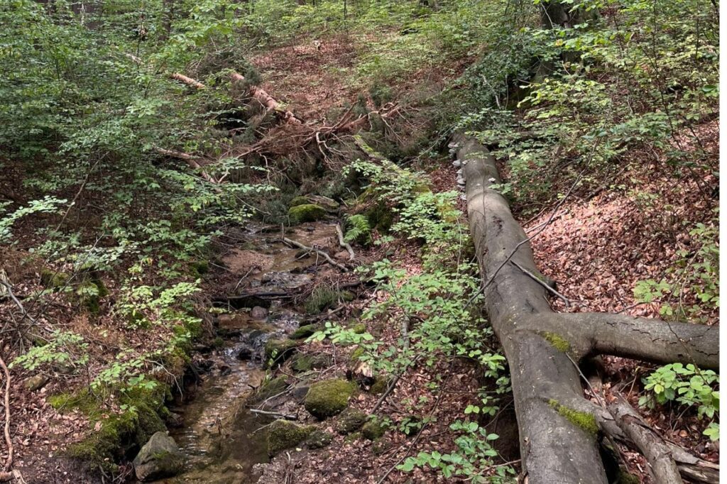 martwe drewno nad potokiem