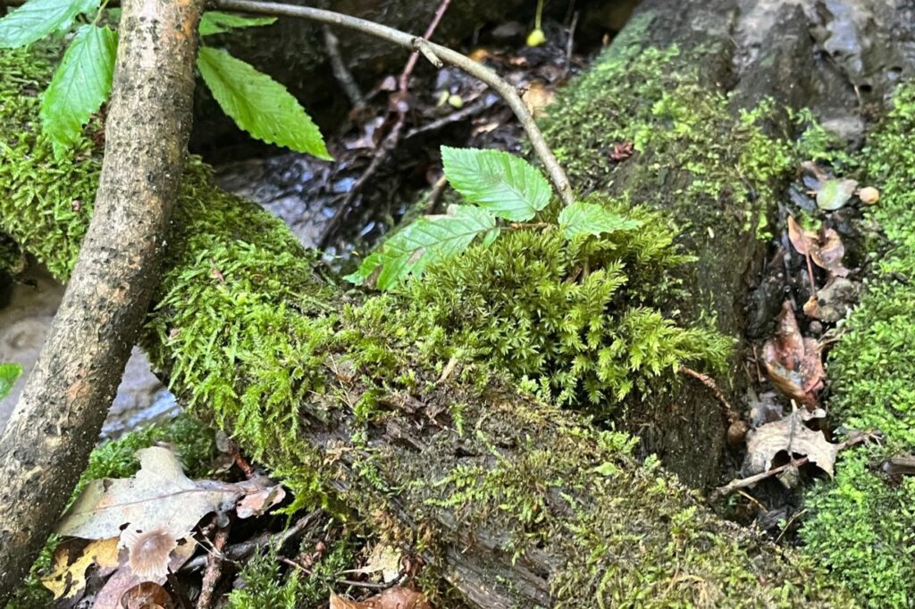 martwe drewno nad potokiem