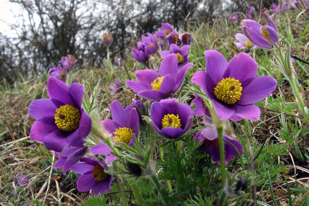 sasanka zwyczajna objęta ochroną ścisłą