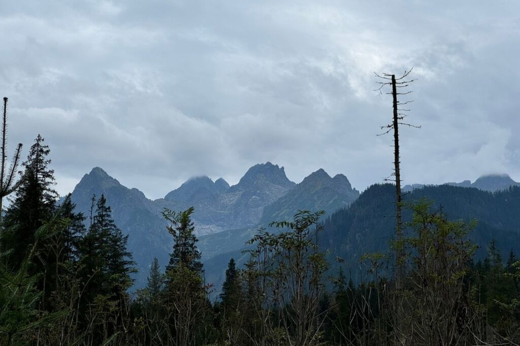 martwy świerk w tatrzańskim parku narodowym